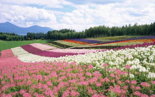 8月7日(双汇排骨批发价格今日价格)